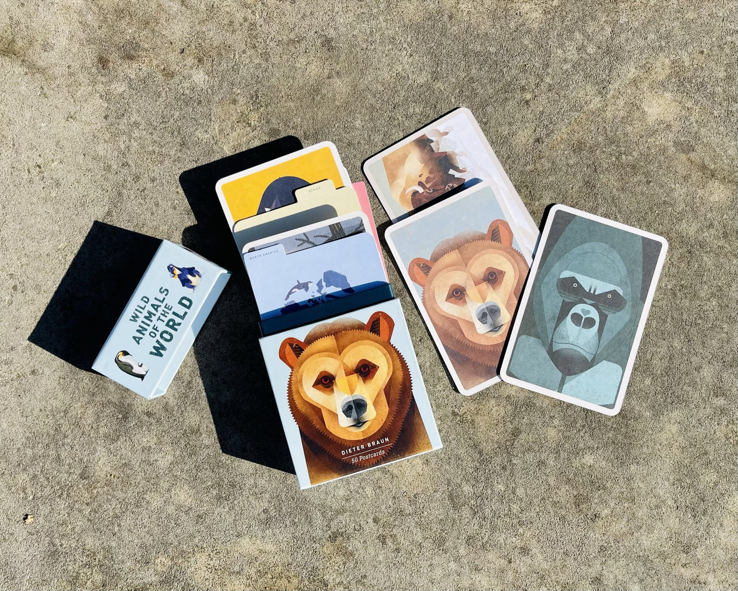 Wild Animals of the World: 50 Postcards